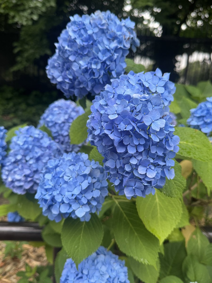 ASHI9R's tweet photo. 関東も梅雨入りだそうで。 https://t.co/iUpcZGEafh