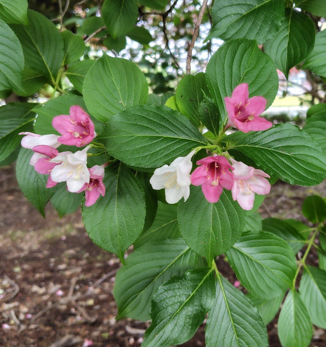 moriko33's tweet photo. #羽生クラスタ植物部
今日は公園隣の七北田川の清掃活動に参加。ゴミは本当に少なくて綺麗な七北田川河原でした✨️

公園の木立の中で咲いていたハコネウツギ🩷🤍💚
咲き始めは白。そしてピンクから赤へと色が変化していくそう。並んだ姿が何とも可愛らしい

AQUAのイベント来週は仙台
楽しみで〜す🥰 https://t.co/6Dc9pIXjid
