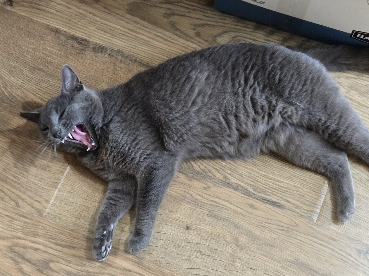 DavidArnhem's tweet photo. Late #Caturday post. Sneaker yawns in the kitchen. Bonus: a curious raccoon stops by for a late-night visit. https://t.co/WrBWUT1hqC