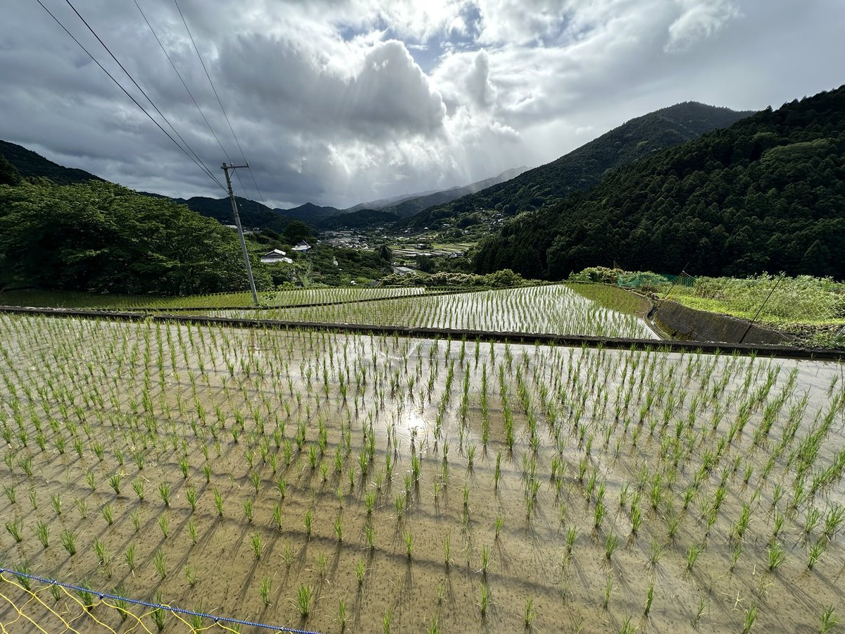 hajimebs's tweet photo. 先週の神山。田に水が張られて「山と川が繋がったような」（稲田玲奈）風景を呈している。でもこの10年でアクティブな水田はめっきり減ってしまった。 https://t.co/MhZkoFMHYS