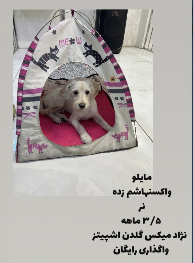 vagozaripet's tweet photo. این پسر قشنگ دنبال خونه‌ی همیشگیش می‌گرده. کمکش کنیم تا زودتر به خونواده‌ش برسه🥹.

میکس گلدن و اشپیتز
واکسن زده
۳/۵ ماهه

#واگذاری
#واگذاری_سگ https://t.co/Gkff0yfRTK