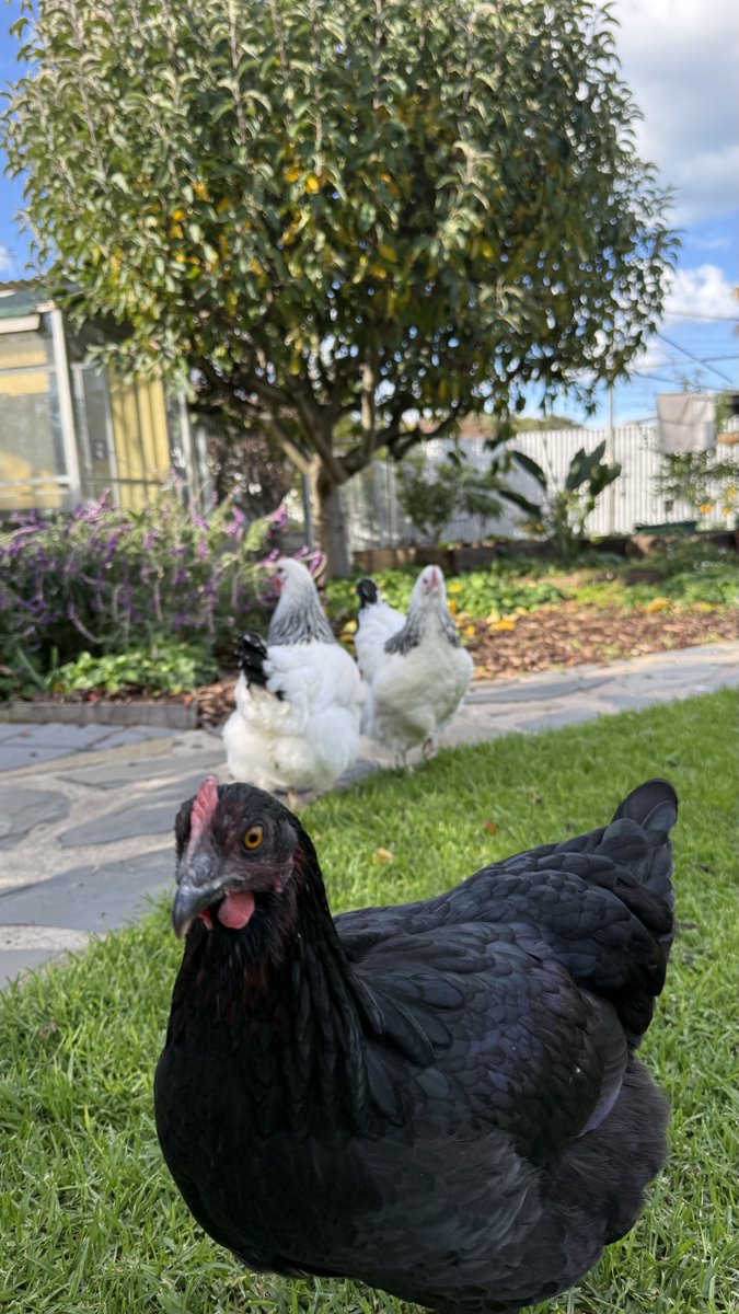 mitzyelliott's tweet photo. The Girls have enjoyed the sunshine today β¦..it has rained a lot over the past week ππ
#chookpower
#happyhens
#backyardchickens https://t.co/H2PECqm9zZ