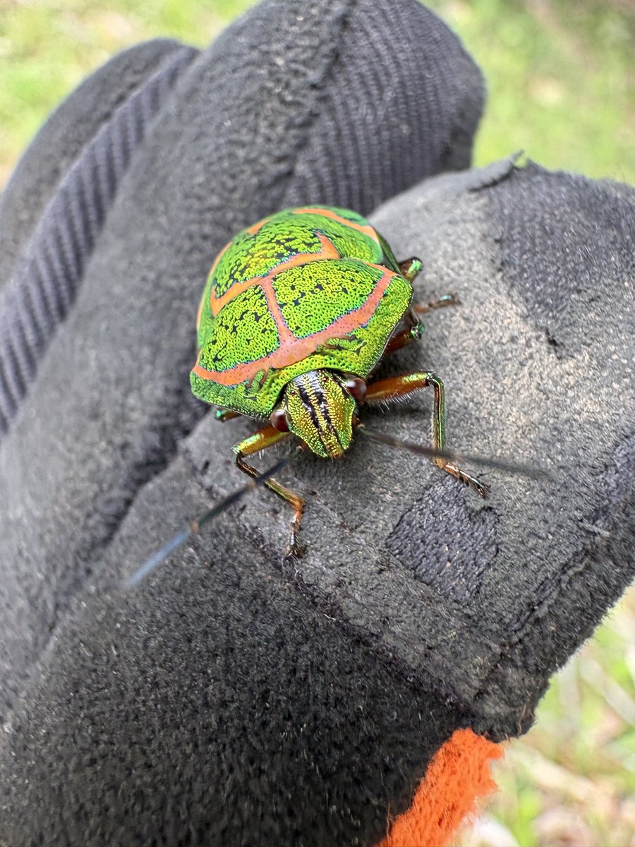 makeaaaforest's tweet photo. アカスジキンカメムシ。白黒のあの姿からこんなにもキラキラ輝きを放つ宝石のような姿に変化を遂げるのだから本当に不思議。カッコ良すぎる。 https://t.co/bbucYdtdnk