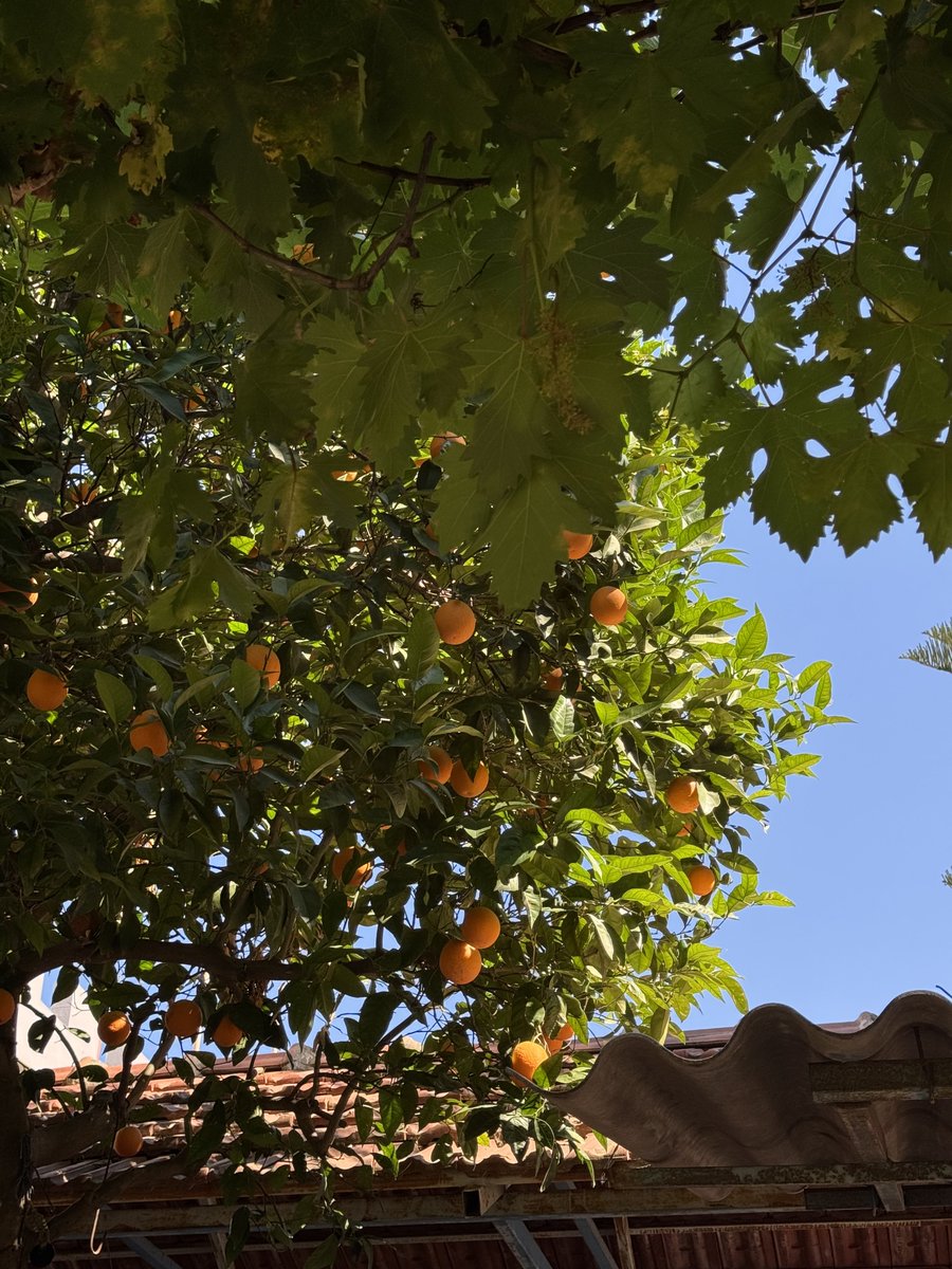 hotgaykb's tweet photo. now everytime i see an orange tree i think about when oranges fall, almondprogress what have you done https://t.co/NyF05LEMfK