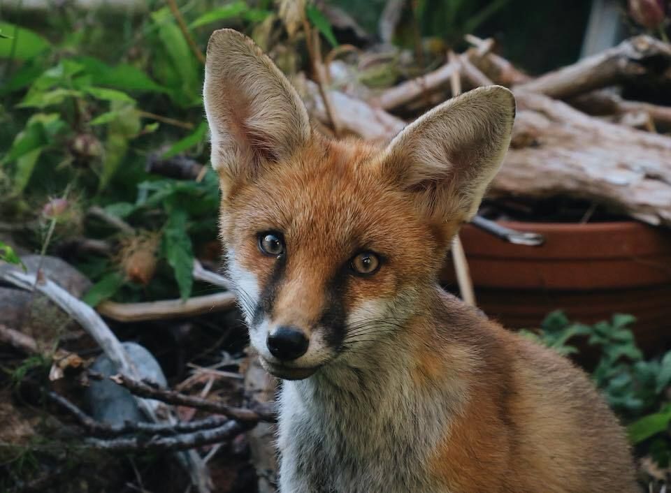 ChrisGPackham's tweet photo. Thank you to Heidi Burton for sharing this young individual , your #FoxOfTheDay for today ! https://t.co/zggRLyREsb