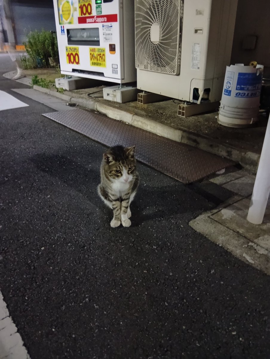 JibieRep's tweet photo. にゃんこ！ https://t.co/JUZMUEurXU