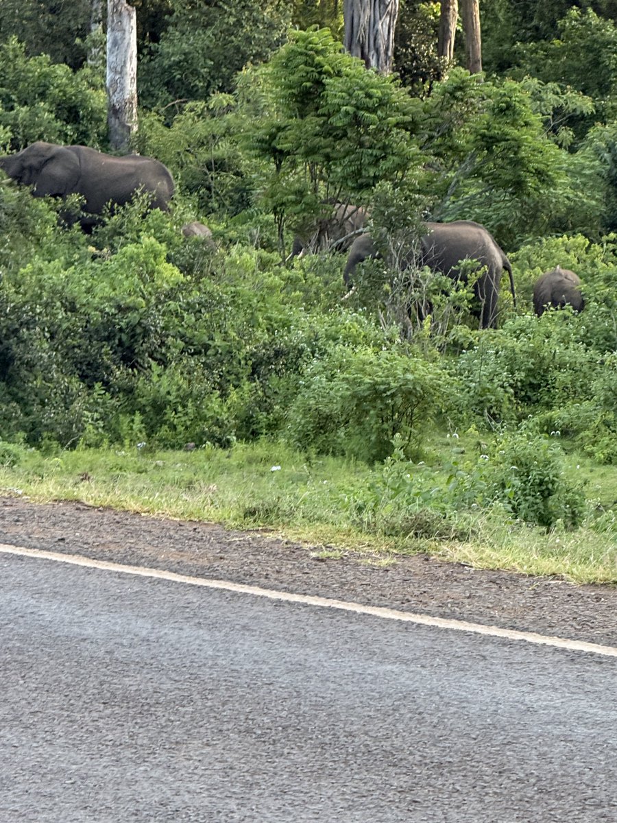 mutuma_mathiu's tweet photo. I recently took this photo of a family of elephants only meters outside Meru Town. If they clear the forest to make way for a State Lodge, what will they do with the elephants? Shoot them? https://t.co/q4wNrh67WV