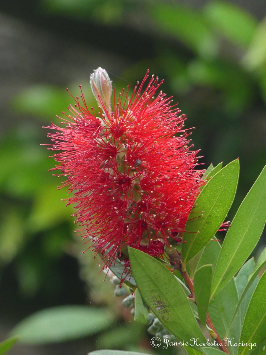 jgharinga's tweet photo. De lampenpoetserstruik (callistemon) https://t.co/ZkVY91EjdW