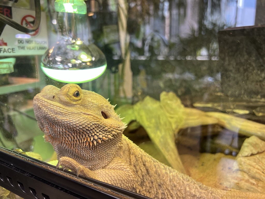 LaurusISS's tweet photo. 🚀STEAM Fair 2026 pick up✨Nature Trail 🌿🦎
Join our Rangers as they guide you through the Life Library and introduce you to the animals they care for.
A fun and educational mini‑adventure for all ages! 🐢✨

Life Libraryの生き物のお世話を担当しているRangerがご案内します。
生き物たちに出会える、楽しく学べるミニアドベンチャーです！🐢✨

#laurus #STEAM #STEAM教育 #サイエンス教育 #インターナショナルスクール #stemeducation #internationalschool #Space #AI #INFINITYandBEYOND