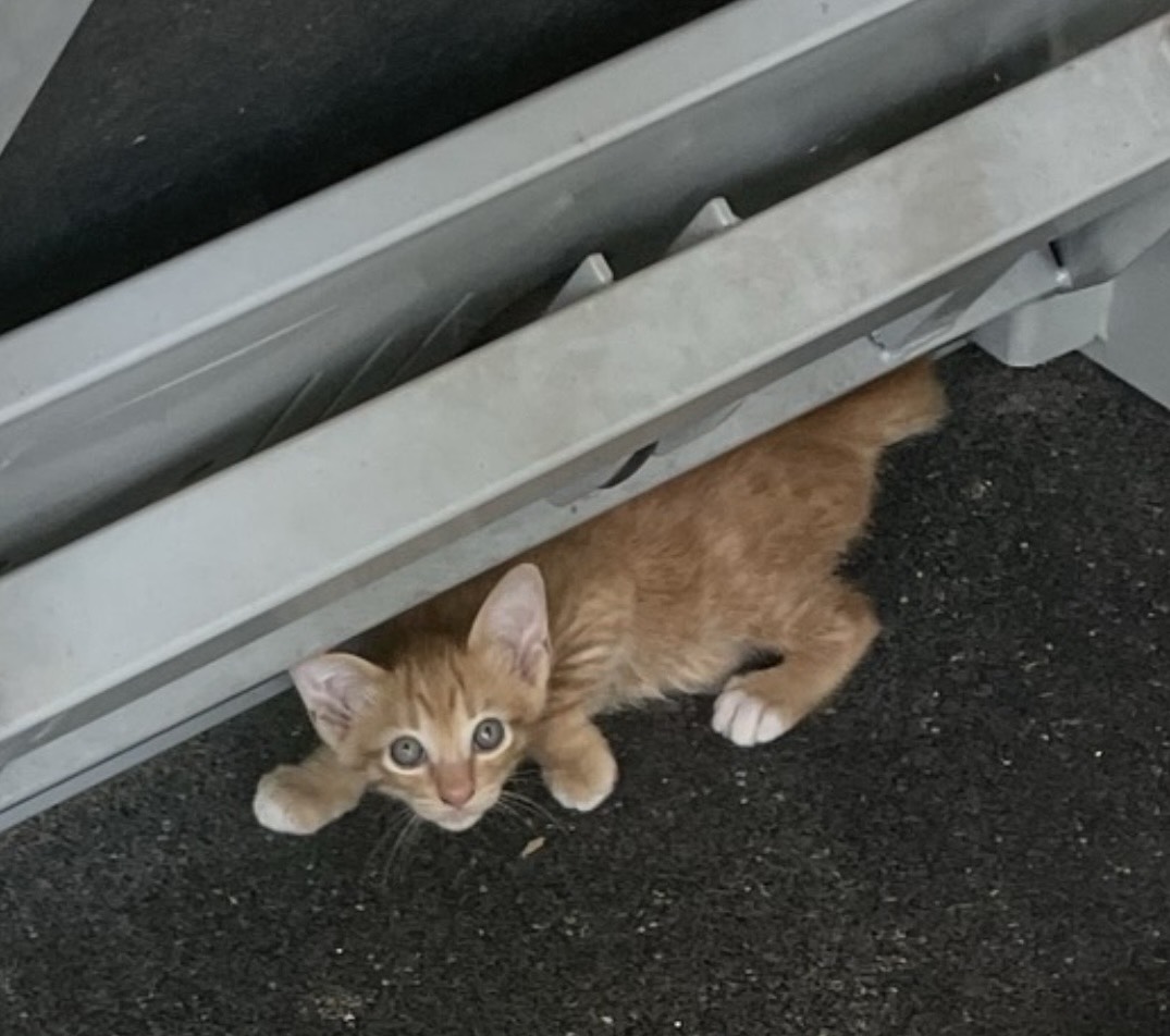 CatsterClub's tweet photo. 🏠 หาบ้านให้น้องแมว 🏠 (ฝากประกาศ)
แม่แมวเป็นแมวจรหลงมา แอบมาคลอดลูก ไม่ทราบอายุค่ะ 
ลูกแมว เพศหญิง อายุประมาณ 1 เดือน ไม่ทราบสายพันธุ์ทั้งคู่ค่ะ 
น้องๆไม่ดื้อเลยค่ะ ให้ข้าวอิ่มแล้วก็นอน แต่อ้อนนิดหน่อยเวลาหิวค่ะ

พิกัด อำเภอเมือง จังหวัดขอนแก่น
เบอร์ 0846015164

ใครสนใจรับดูแลติดต่อหาเจ้าของได้เลยนะคะ หรือ ช่วยกันรีกระจายข่าวก็ได้ค่า มาช่วยกันหาบ้านอันอบอุ่นให้น้องกันนะคะ