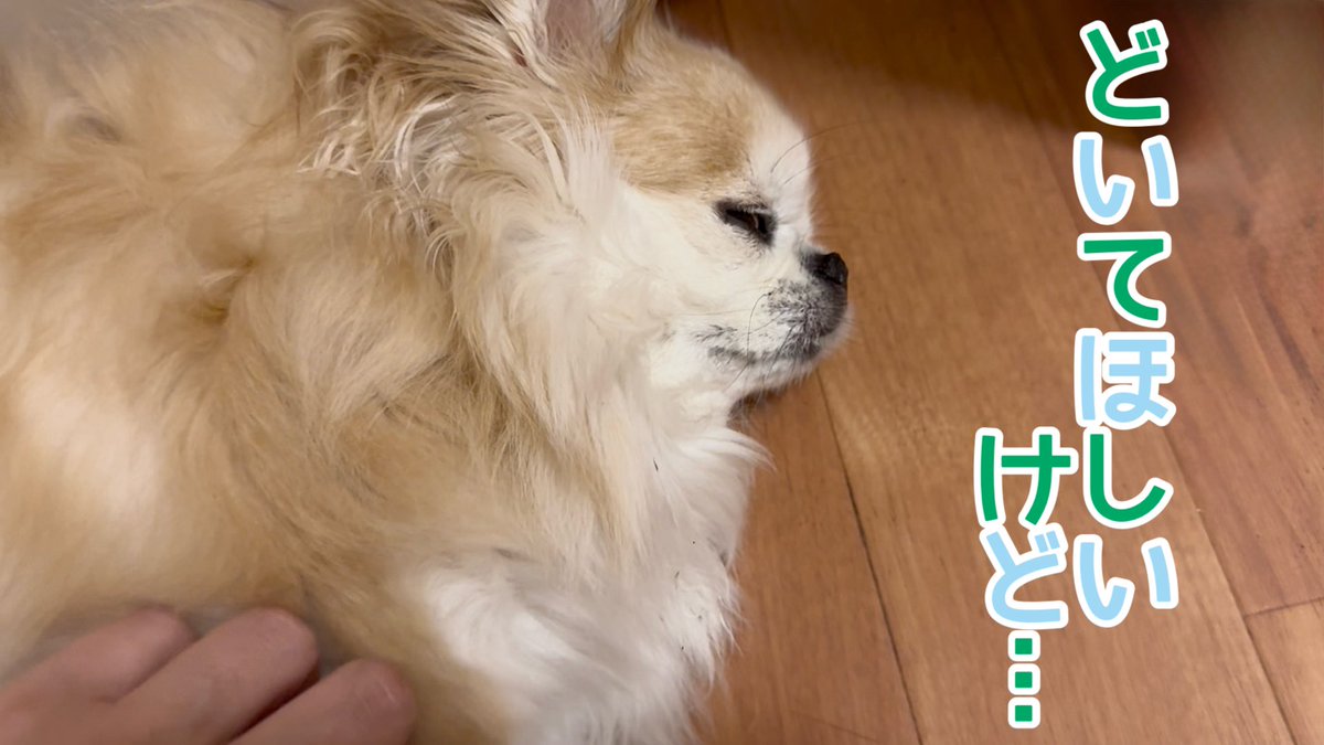 mikutomanjun's tweet photo. 動画アップしました😊
よろしければご覧ください🐶

https://t.co/U5qCUBUl7A

#チワワ #chihuahua #犬好きさんと繋がりたい #犬との生活 #dog https://t.co/NWrr7iT8a0