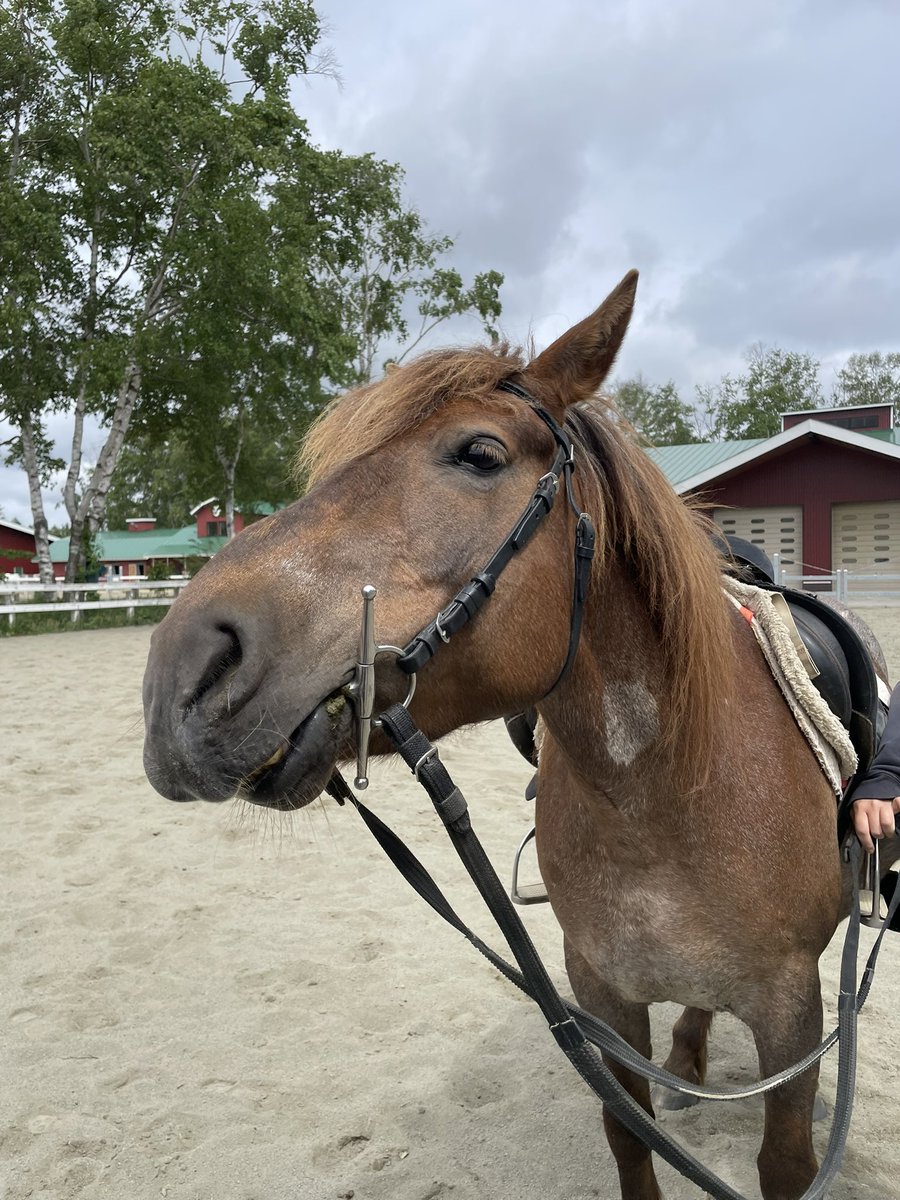 chikudaiumabu's tweet photo. お腹をかきかきされてお鼻がびよーんするカスガ🐴
気持ちいいところをかいてもらった時に必ずこの顔になるのがとっても可愛いです♡
⁡
🦋
⁡
#帯広畜産大学うまぶ #馬 #horse #十勝 #うまぶ https://t.co/yvqkGvPkj2