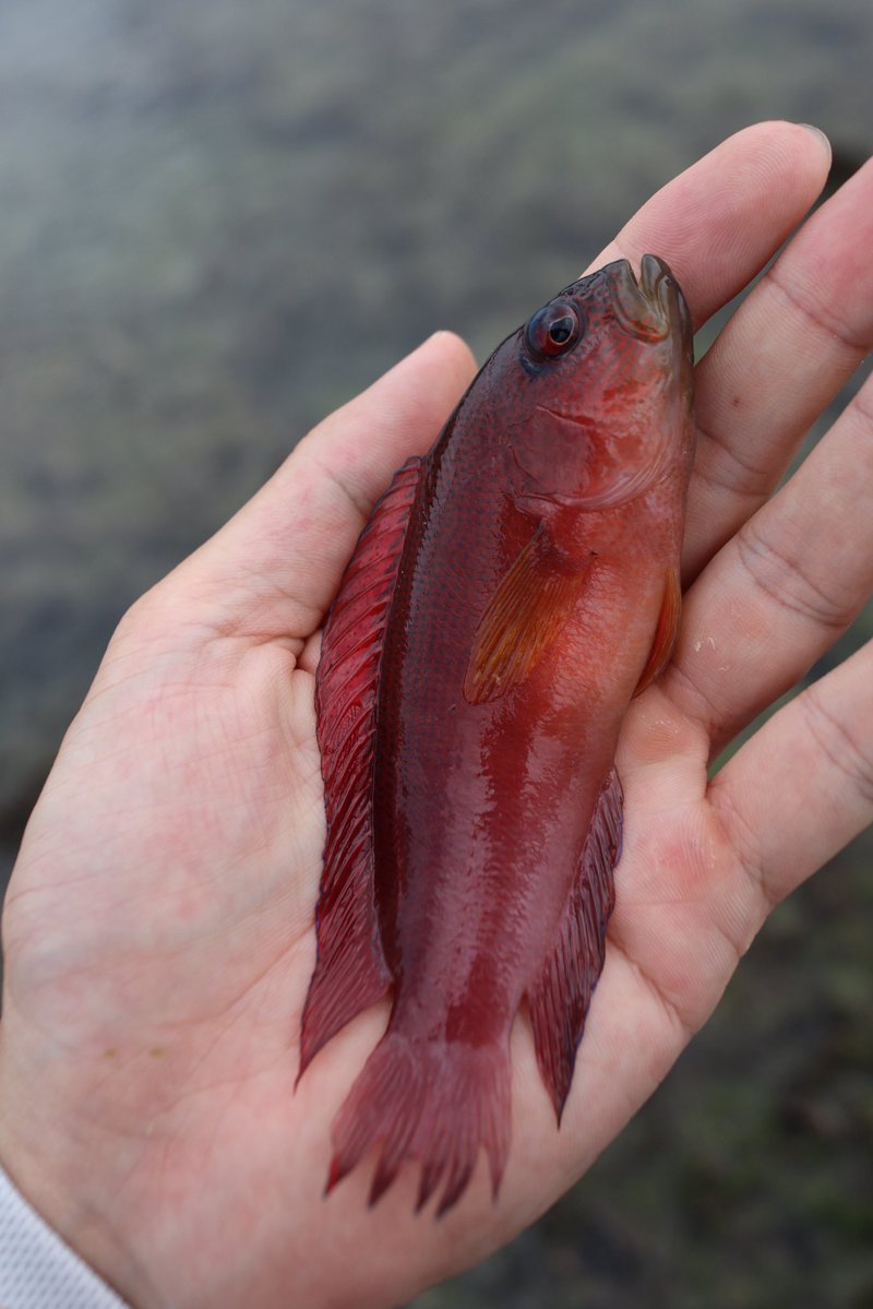 ochapi_fishing's tweet photo. メギス綺麗🤩 https://t.co/yCQqgVL0sM
