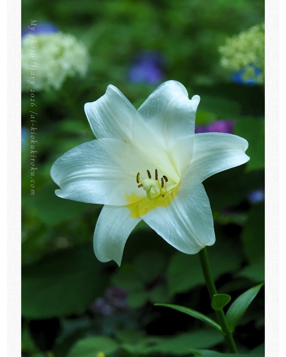 aiphotodesign's tweet photo. お疲れさまです。

ふと立ち寄った公園。
テッポウユリがキレイでした✨

ブログにたくさん写真と撮影記録を投稿しました。

https://t.co/KQ5ewSD1To

#テッポウユリ #ゆりの花 #omshystem 
#花の写真 #マイクロフォーサーズ https://t.co/6aTIBomZRz