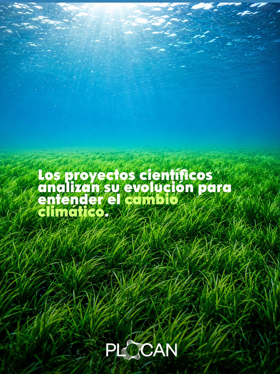 plocan's tweet photo. 🌊El plancton marino, invisible pero esencial, sostiene ecosistemas y contribuye a producir gran parte del oxígeno del planeta.

🔎Desde nuestros observatorios estudiamos la biodiversidad marina para conocer su impacto.

#ICTSNews https://t.co/kOAIYyPzT2