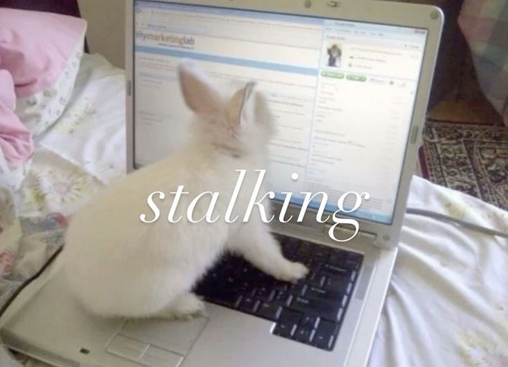 ✧ tweet media