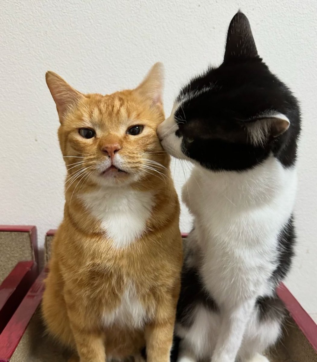 Miaw's tweet photo. mwah https://t.co/NlUPKXu7WT
