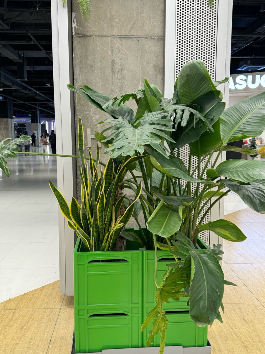P_ound's tweet photo. Caught my desk plant doing the wave at 9 AM Monday. Turns out it was just the office AC—now it’s our team’s new “early morning vibe check” https://t.co/h2PCym2REm