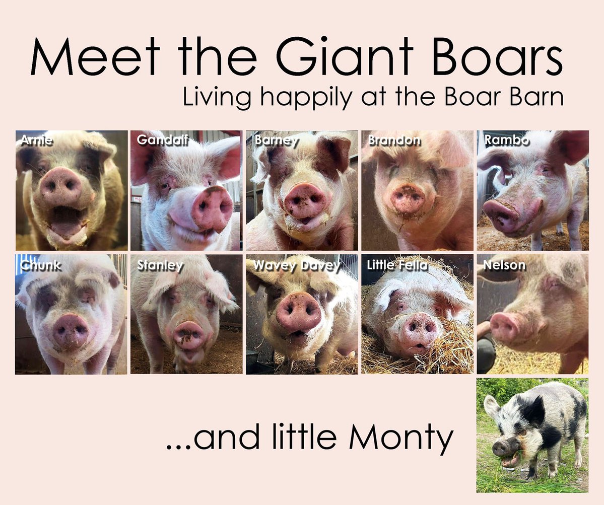 VeganForAllTime's tweet photo. @rickygervais 🙏🐷🐽
🐗 These big beautiful gentle boys have lived at the barn for 6yrs but now it's being sold. They have nowhere else to go so @BTWsanctuary must buy their home! This is an emergency please help if you can https://t.co/3CNtDJ1ggd… https://t.co/NUhsnBtY5F" / X