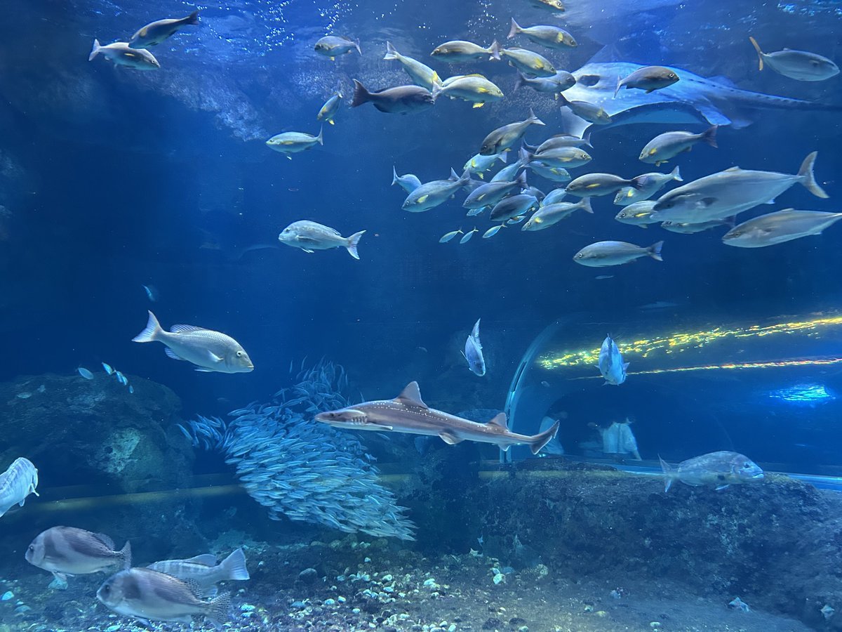 _17himi's tweet photo. 新潟市水族館 マリンピア日本海！
とても市営水族館とは思えないほど展示が充実してて見せ方も工夫されてるしイルカショーのレベルも高くて個人的に過去1コスパの良い水族館だった🐬 https://t.co/6o2LzNHW8Y