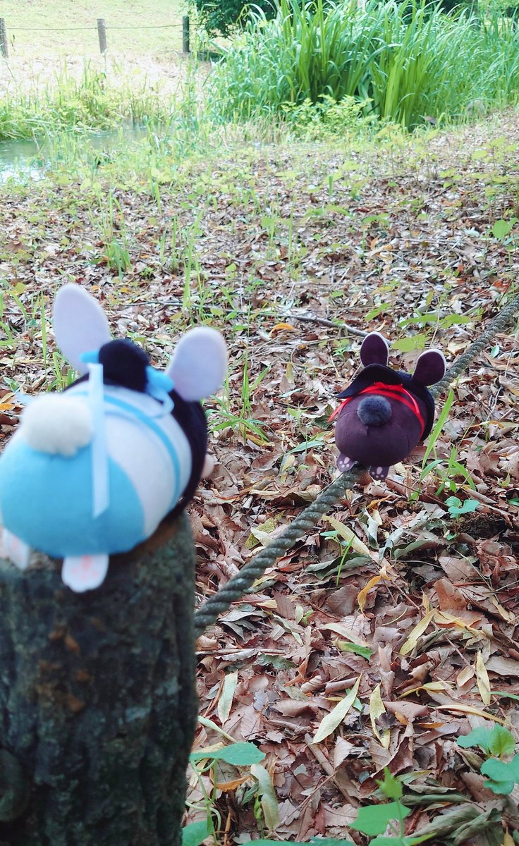rain_w82's tweet photo. 綱渡りをするもち羨を見守るもち湛 https://t.co/Ef4HOJnp0x