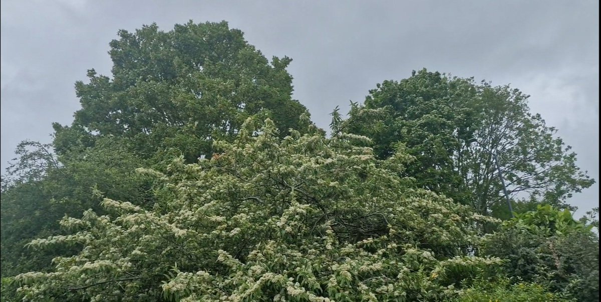 IHunt74's tweet photo. In Full Bud.....

....a tree here displays its blossom early Sunday morning, with largely cloudy &amp; dry weather forecast for the day, there's a light south west wind, around 19 degrees celcius.

#sky #blossom #weather #sunday https://t.co/UP5Polu94R