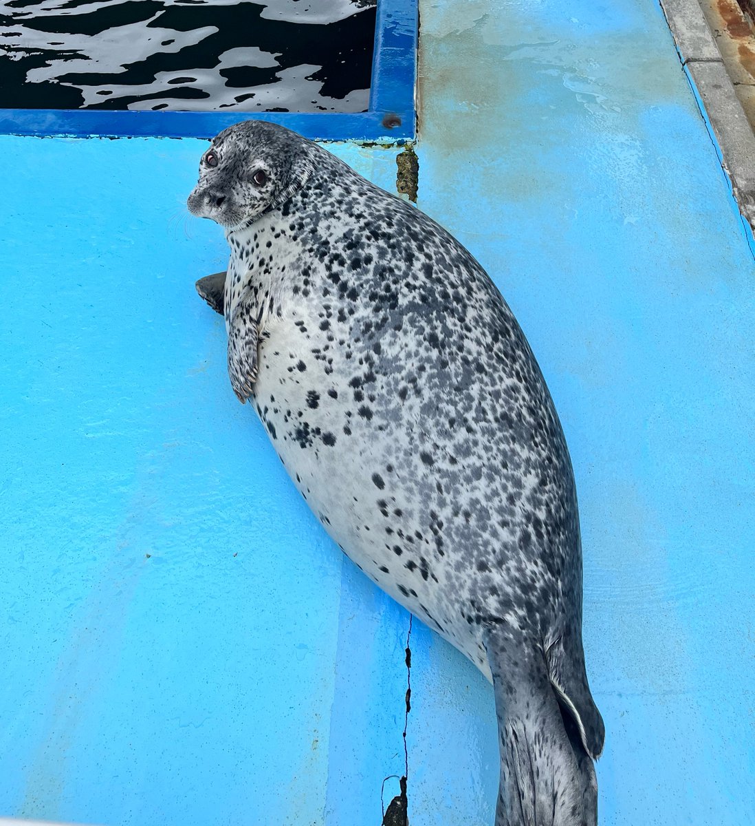 Naonao318525082's tweet photo. さーて、誰の尾ひれでしょうか？
....
へへーん、キョロだよーん🦭💦 https://t.co/TLDE2j2geC
