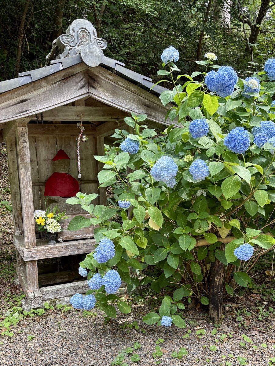 mercury_gray's tweet photo. 観音寺
紫陽花が見頃です
#紫陽花 #あじさい #アジサイ #観音寺 #写真撮っていると繋がりたい #紫陽花寺 #福知山 #花のある風景 https://t.co/rzr2cP0r3L