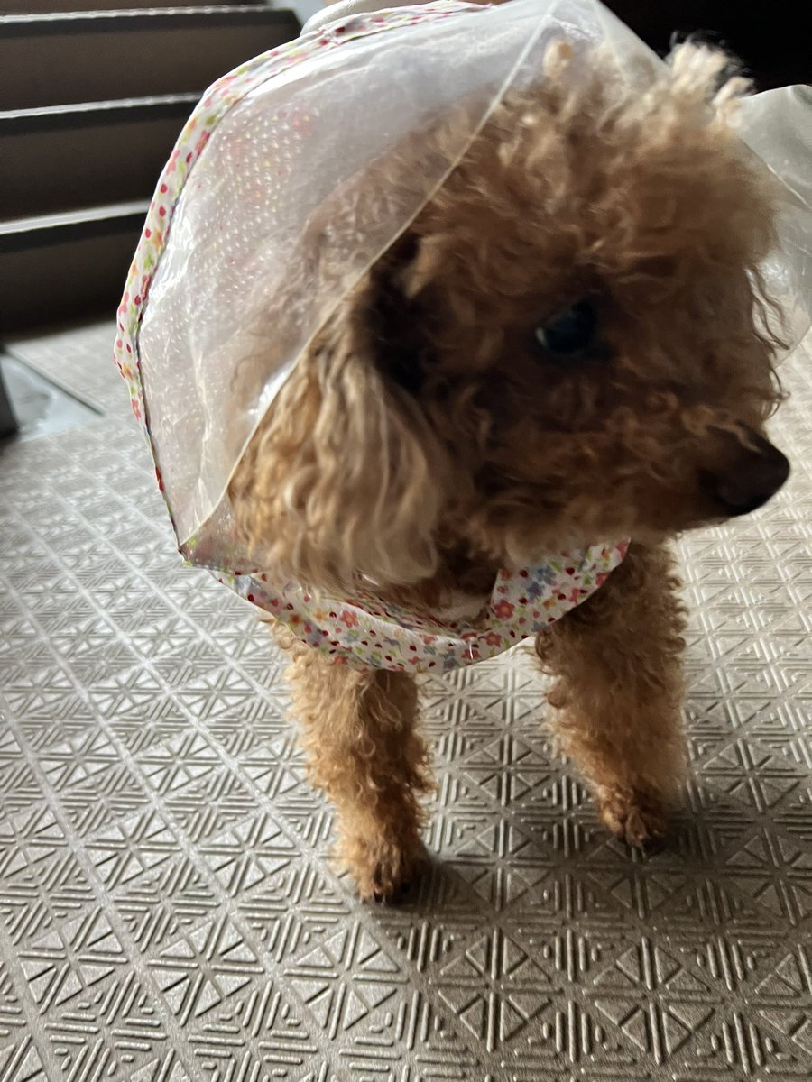 so2_sakura's tweet photo. 雨の日のお散歩🌧️🐩 https://t.co/1uLHHWIj09