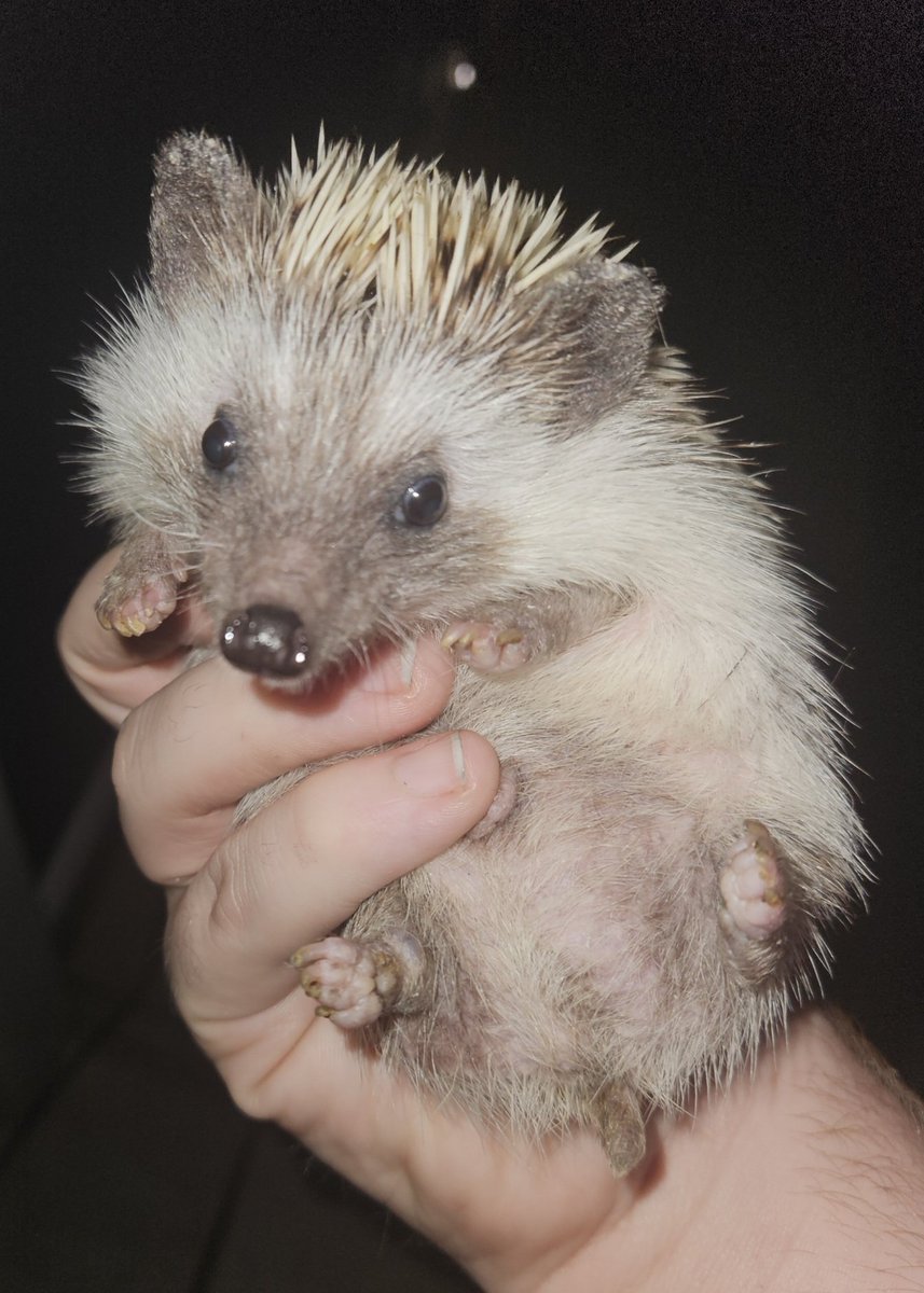 ToroBlancoYo's tweet photo. @spicegirled @Maynard598212 @thesissyspacex @iamsmokefleet @CombatBeat @HunterBiden Also, sad addendum: it's just one hedgie now. Æther passed about a year ago. RIP little guy. https://t.co/iZr49jLrKs