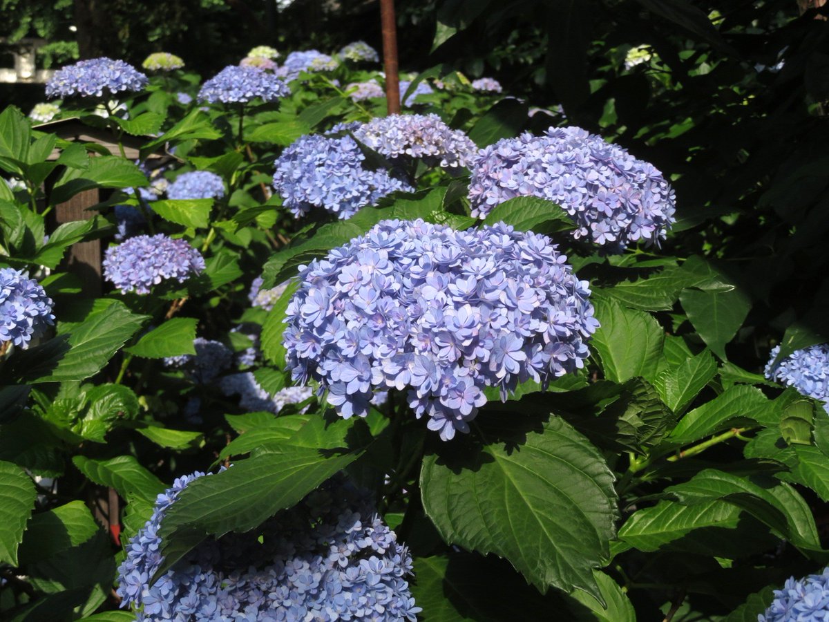 haru2913's tweet photo. 今年も一山神社の紫陽花を見て来ました。
昨日です。
ここの青い紫陽花がとても可愛いです��� https://t.co/b76qMOy2mE