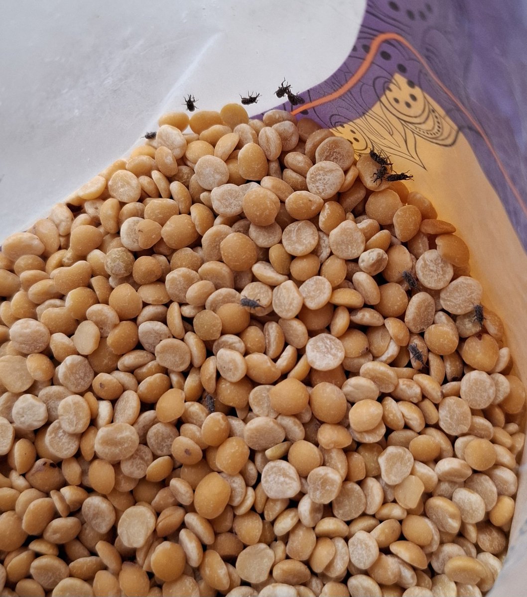 robinmittal's tweet photo. @ZeptoNow Order id KPOVSJKNH06331
ordered arhar dal/toor dal. There are live bugs inside pack. Ordered replacement, same issue with the new item. Can see live bugs in the packet. @ZeptoNow this is very serious about food safety.  @fssaiindia look into this matter ASAP. https://t.co/BlmQpvic0y