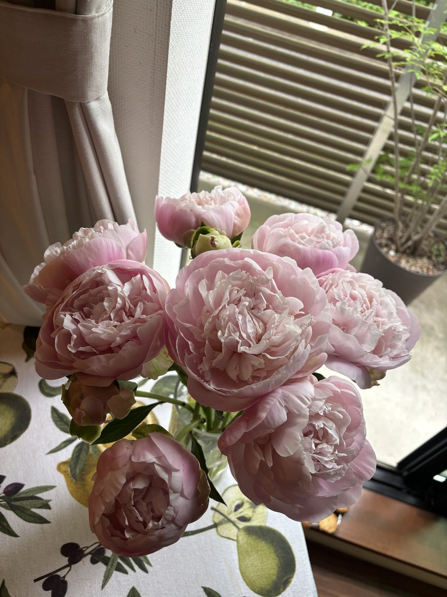 xoxo_ma's tweet photo. flowerで今年も芍薬を。あっという間に咲いちゃった。

#FLOWERのある暮らし　
招待コード:MXP7 https://t.co/0ux1ATVJGT