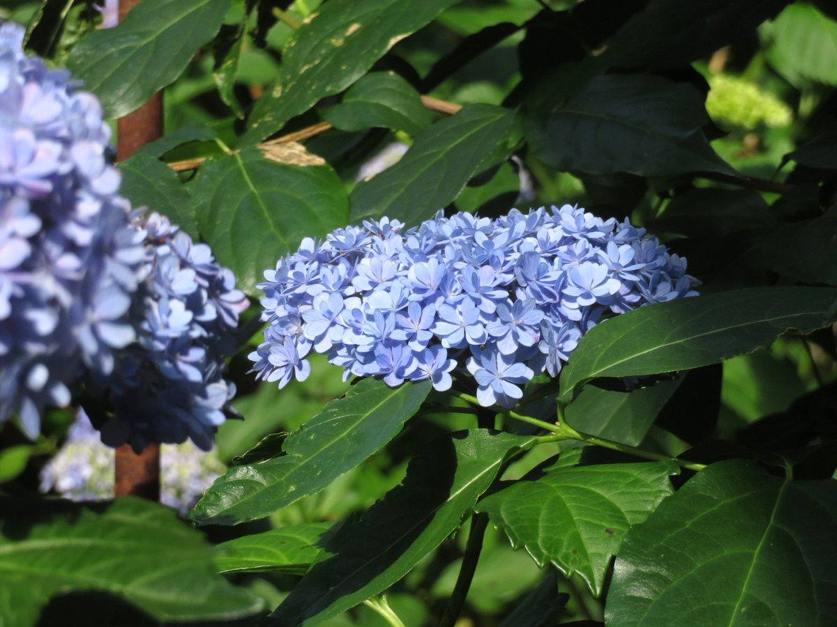 haru2913's tweet photo. 今年も一山神社の紫陽花を見て来ました。
昨日です。
ここの青い紫陽花がとても可愛いです��� https://t.co/b76qMOy2mE