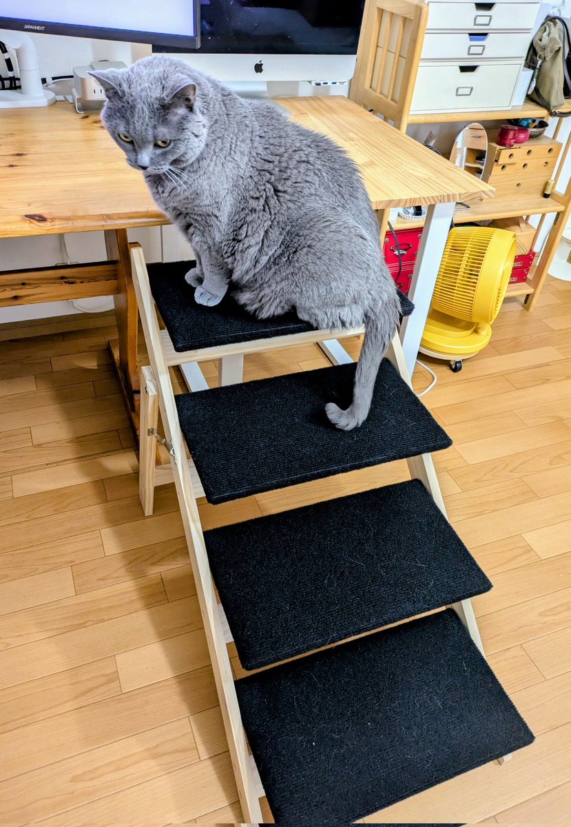 itoyui90's tweet photo. 飛び乗って脚を傷めないように、机用の4段ステップ届いた。デカ。
居間だけでステップが3つもある。
#シャルトリュー https://t.co/8EoF0a4fWj