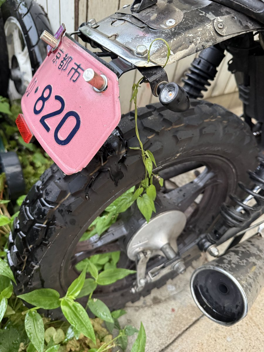 DIRTYPINE45002's tweet photo. 半月ほど放置してたらこんなことに...
つる草の生命力おそるべし🌱 https://t.co/8ZkR2N3Nwm