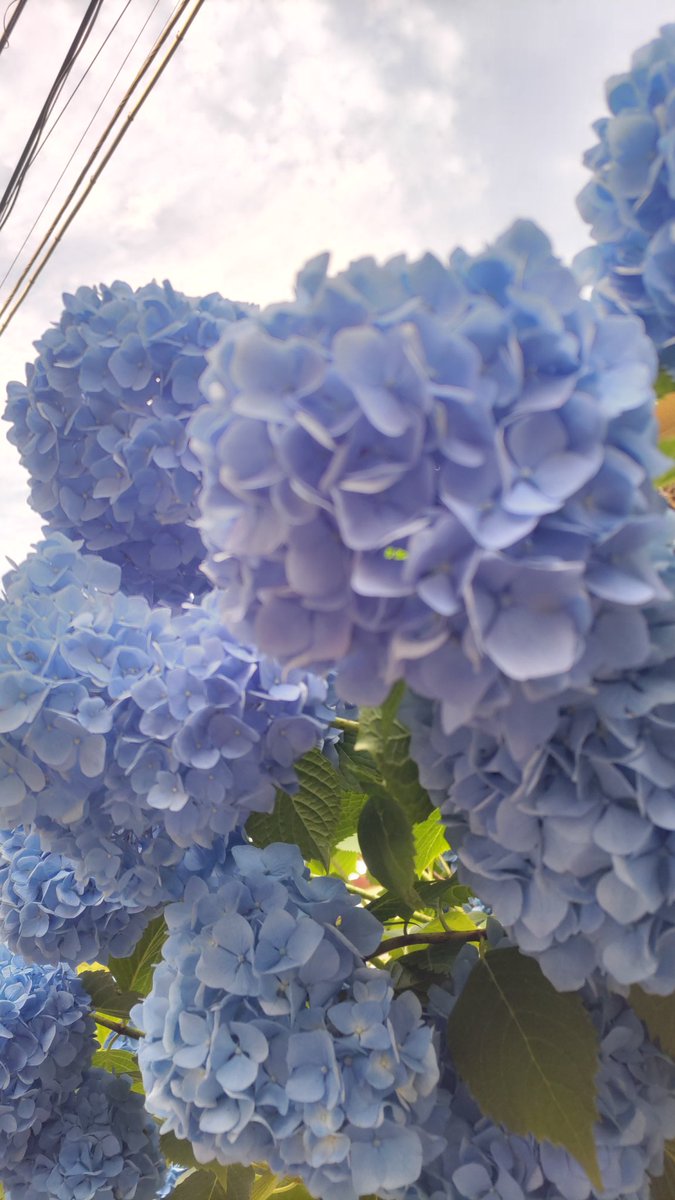 3310tk's tweet photo. じめがすごいよ。
あじさい置いとく https://t.co/OAyECjbyZN