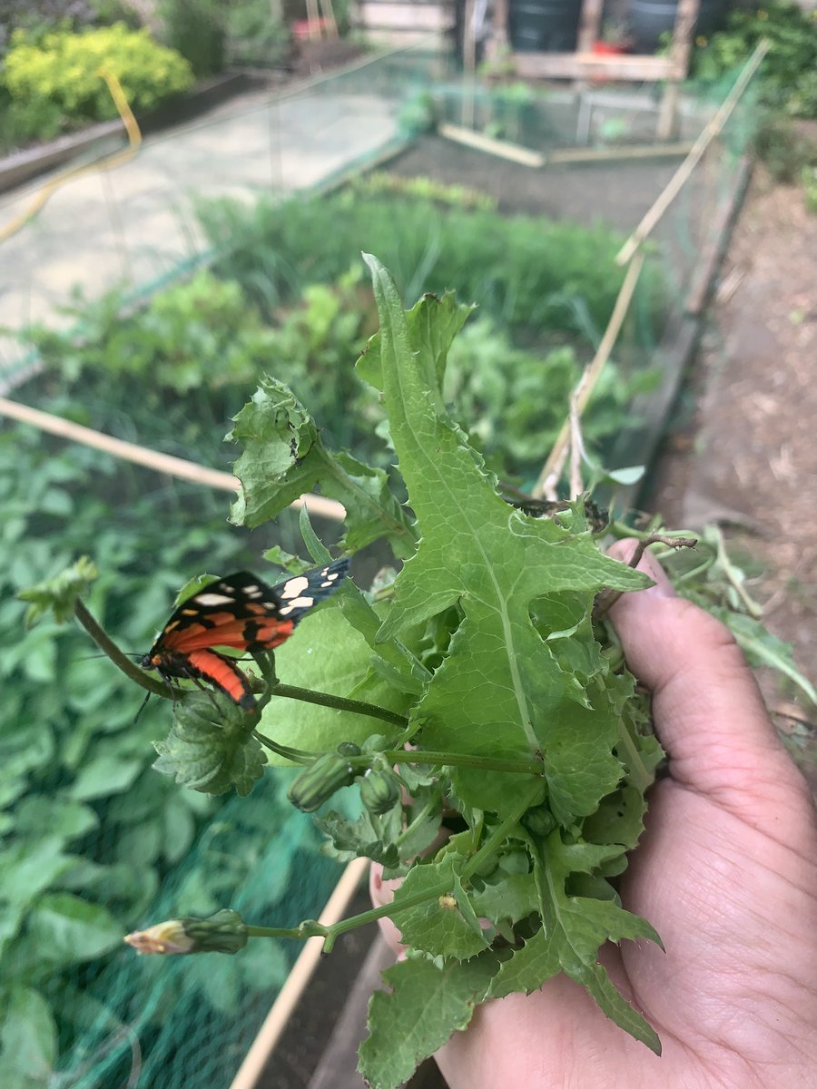 allotmentideas's tweet photo. Another perfect morning, found this little fellow under the netting. Beautiful tiger moths. I’ll take the netting off this morning just in case there’s more. #tigermoth #gardening #mothernature #SundayThought https://t.co/GPGbVTkSin