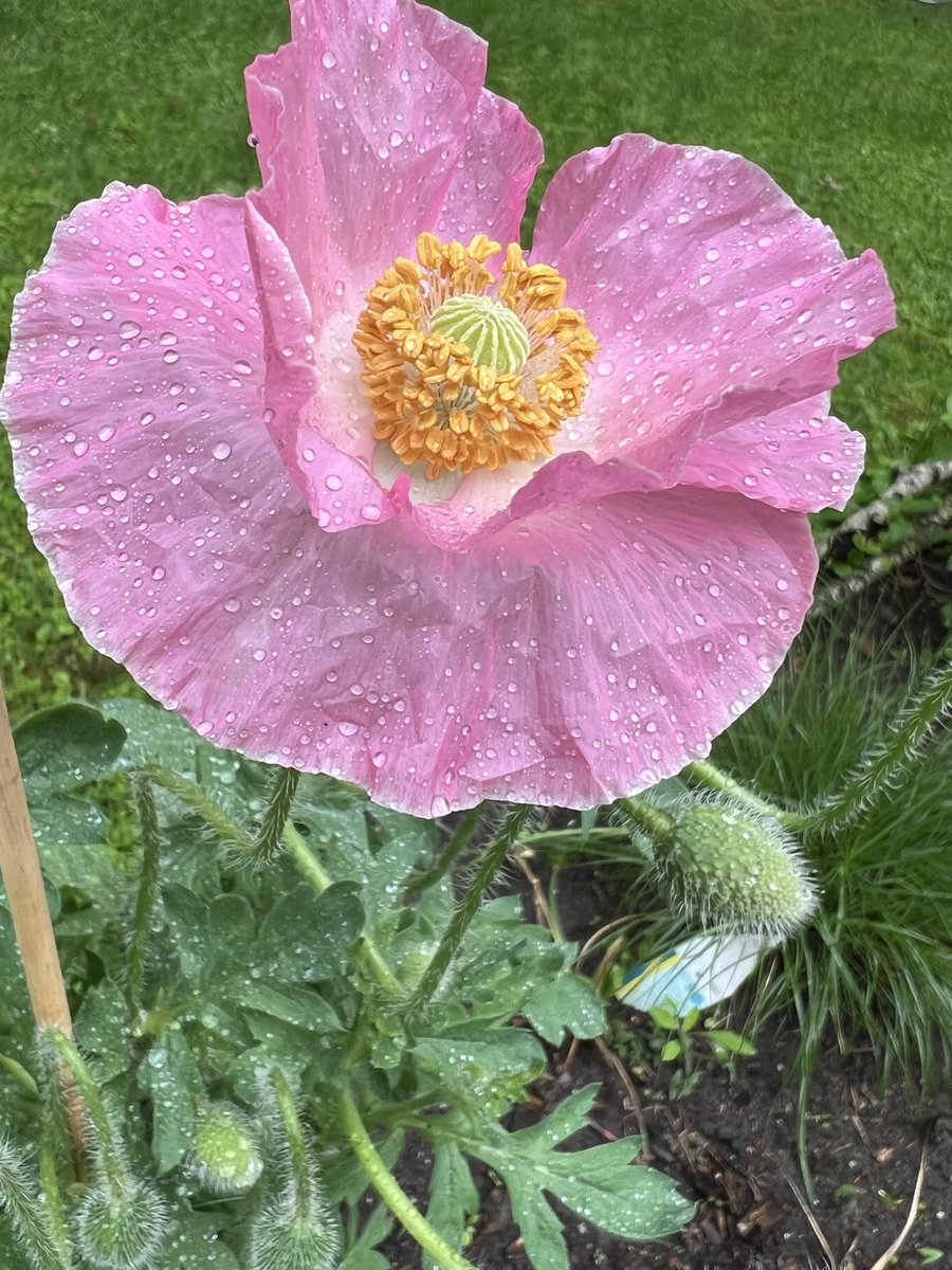 WeerkampJos's tweet photo. Goedemorgen.
Nr 2 is geplopt.
Fijne zondag jullie.πΈβοΈ
#GroteKlaproos #Flowers #Fleurop https://t.co/tD3xshC7G6