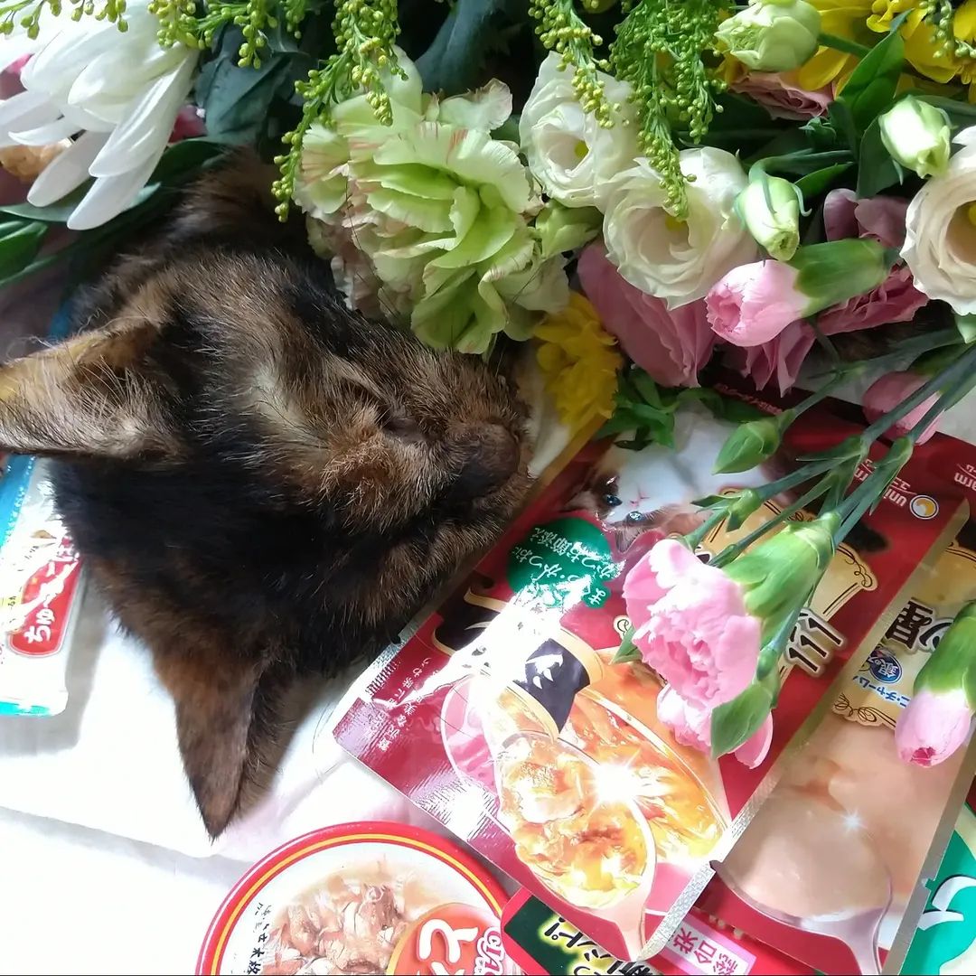m_therese's tweet photo. 2026年6月7日(日) サボン✨️ 
今朝6時半頃旅立ちました
保護された時は両眼とも塞がってて長く目の治療を頑張りました。左眼はダメかと思いましたが、真ん中に少し白濁が残りましたが良くなりました。
頭が良くてそのせいか神経質な所があって爪を噛む癖がありました。
いつもみんなに優しくて、… https://t.co/KAb3W9YCtJ