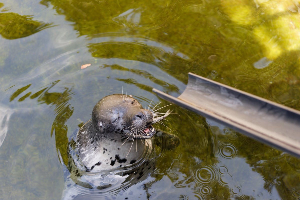 Spotted_Seal_'s tweet photo. あ〜ん、パクッ🐟🦭 https://t.co/exbprAZeIX