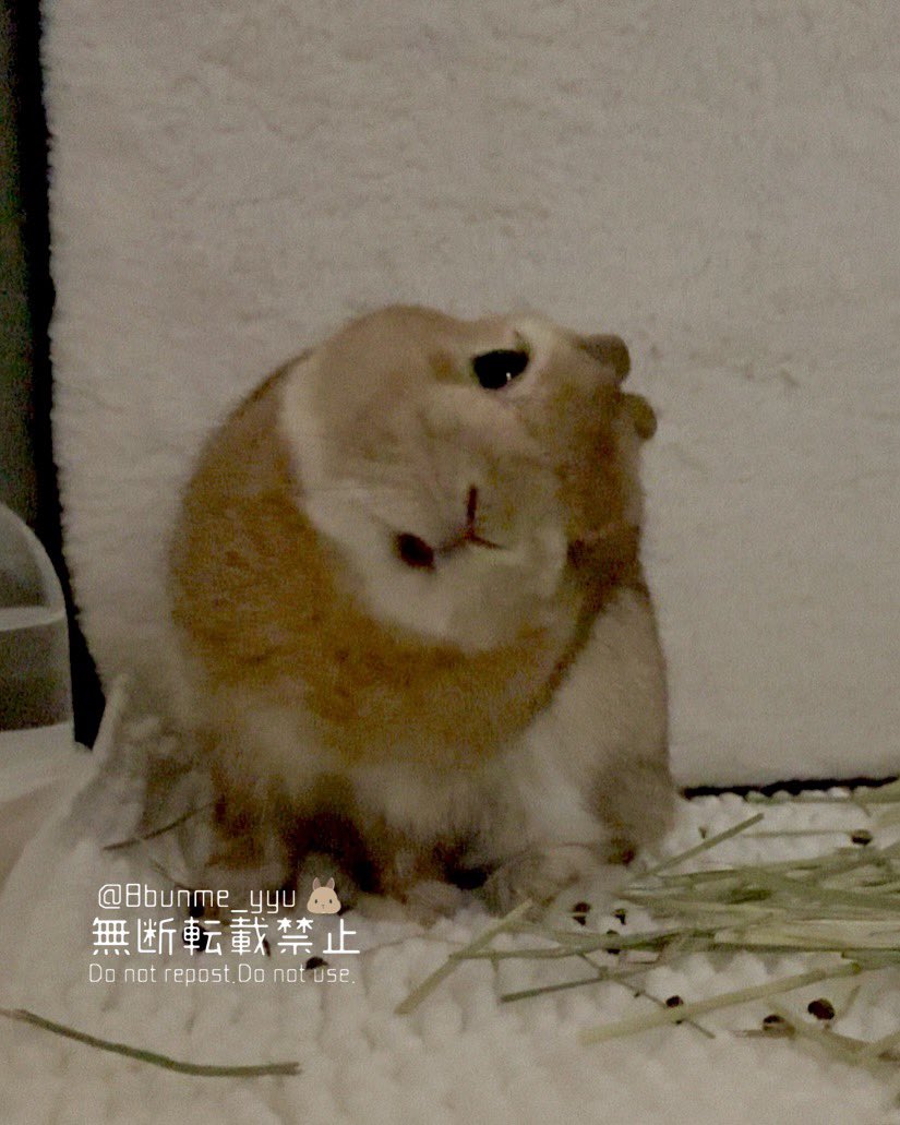 8bunme_yyu's tweet photo. この前よりも首が上がるようになってきた！日々のケアがんばります💪🐰 https://t.co/ATmt3IPBQa
