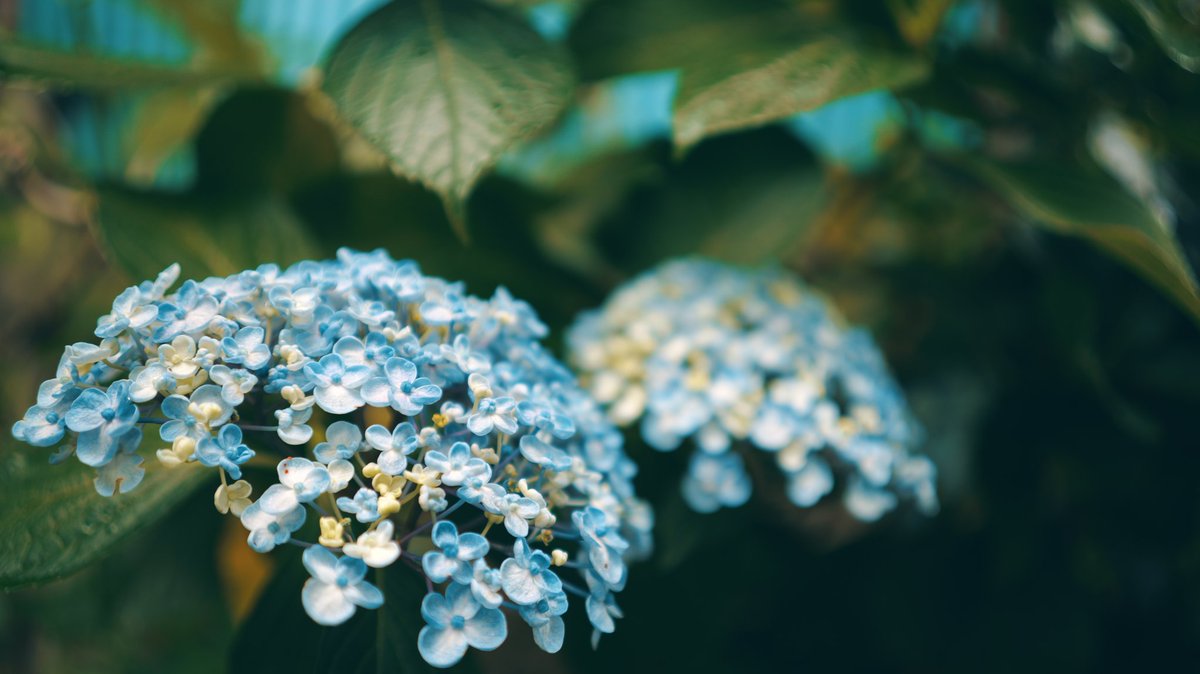 rn_a_'s tweet photo. ちゃっかり新しいレンズを買って長谷寺の紫陽花を見に行ってきたよ📸💠🌿①
LUMIX S9
Sigma 35mm f2 DG https://t.co/S1Cb3fGHVk