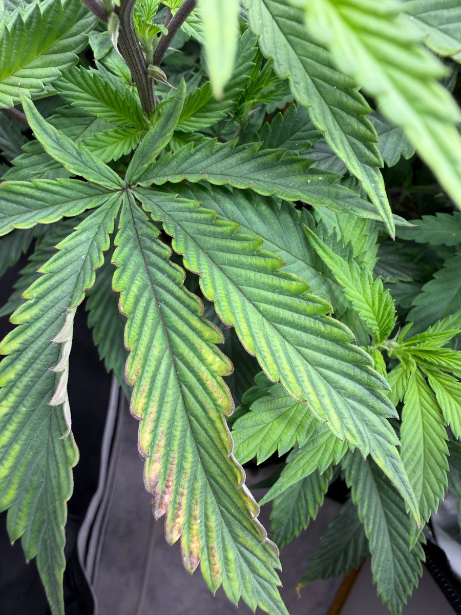 MySeeds_de's tweet photo. Kalium oder Magnesium Mangel? Die gelben Ränder und Flecken zeigen, dass die Blätter gerade ein klares Stresssignal senden.
Nicht jeder Mangel ist wirklich fehlender Dünger, manchmal blockiert auch die Aufnahme. https://t.co/Wd8TWQcNRc