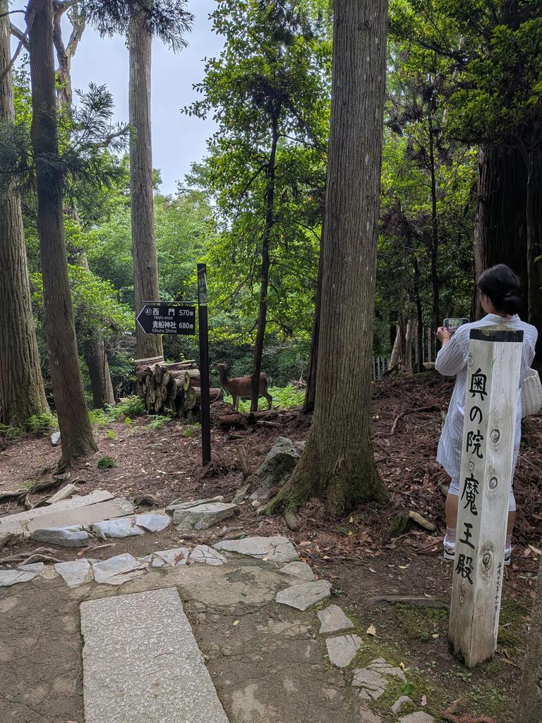 nommto's tweet photo. 京都
鞍馬山の鹿、坂東玉三郎さんの公演。
大阪
友人達と初日鳥貴族、２日目はトリコミートで晩御飯。
住吉大社で数年ぶりに引いたおみくじが大凶。
徳島
フェリーを降りて昼御飯に牡丹苑。
満足な旅行だった。
#鞍馬山
#坂東玉三郎
#鳥貴族
#トリコミート
#牡丹苑 https://t.co/vQpsFUOHQc