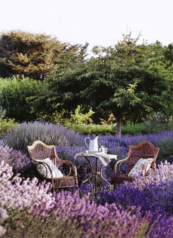bloomele_'s tweet photo. lavender field https://t.co/QAYfgHNlmv