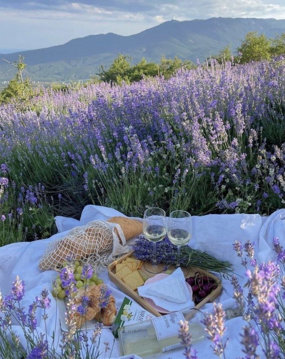 bloomele_'s tweet photo. lavender field https://t.co/QAYfgHNlmv