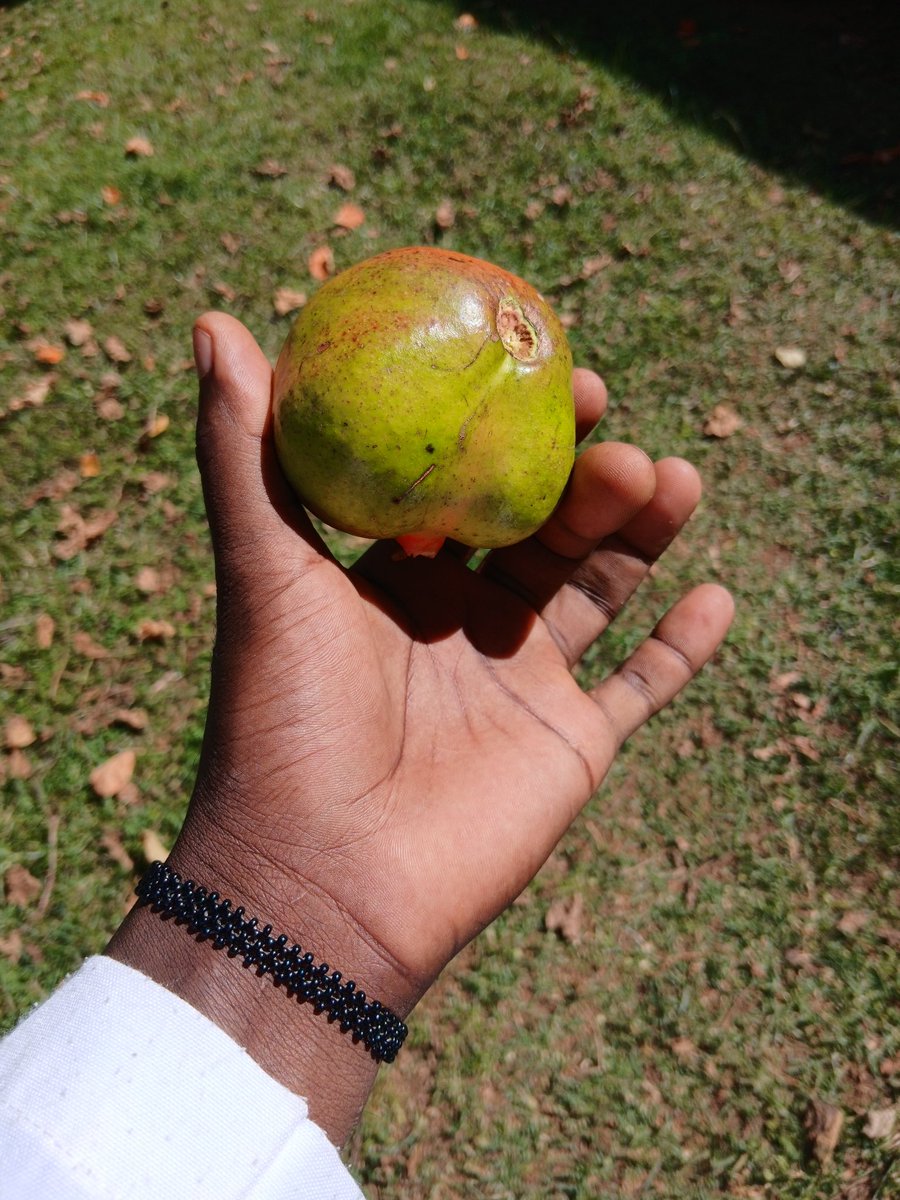 KiprutToo's tweet photo. Eat fruits from the farm not your followers. https://t.co/FPmi6bIHSY