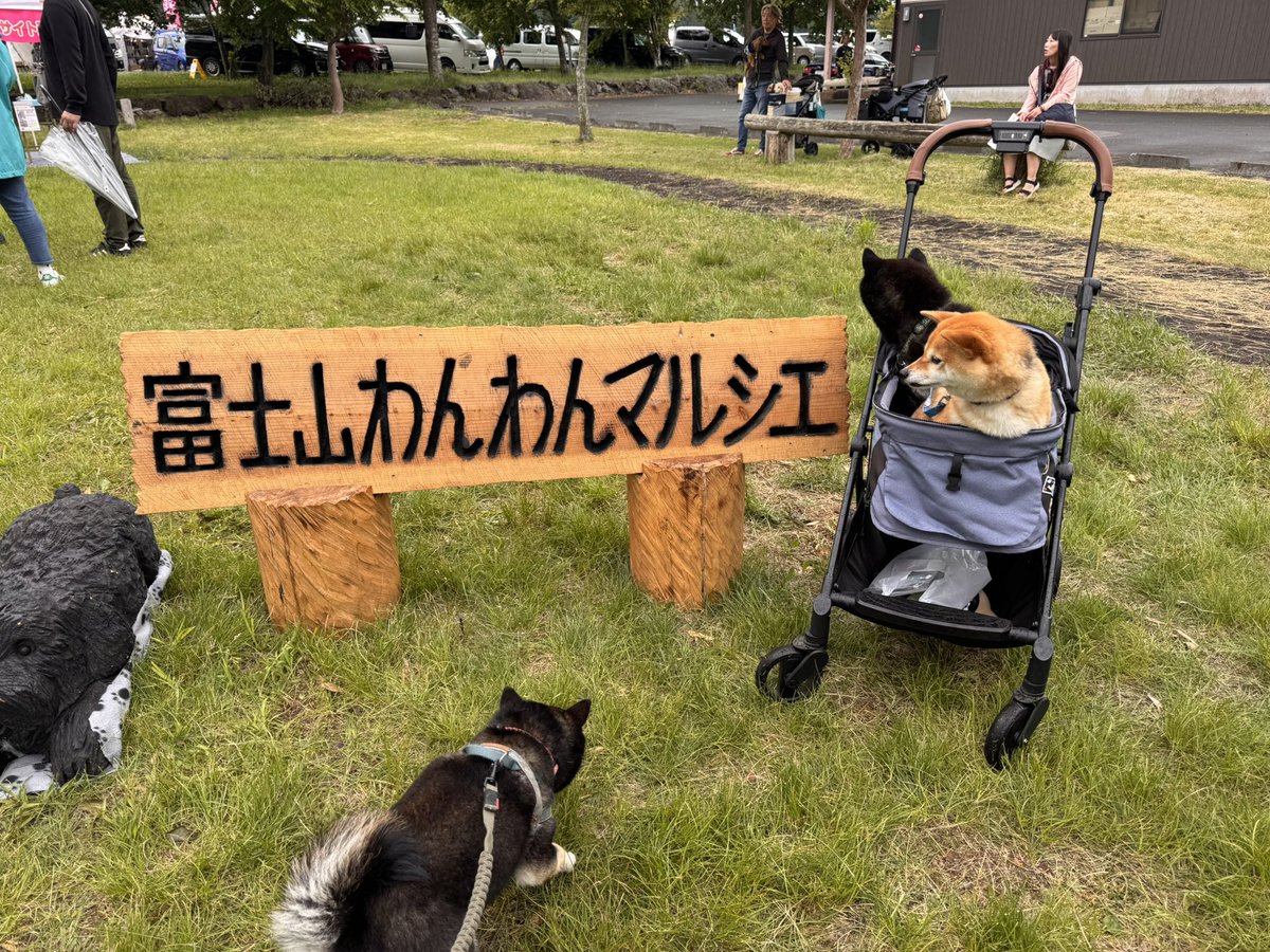 w_tsu283's tweet photo. 今日は、  #富士山わんわんマルシェ へ🗻

素敵なご縁で、つむちゃんのお兄ちゃん犬に会えたよー https://t.co/VFRTYwVbwl
