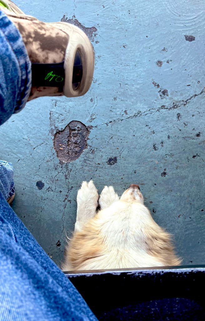 LoganSoftware's tweet photo. Random dogs when they see me: https://t.co/mTrHXFe0GO